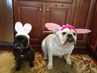 Banks b-dayb 2014 009.webp