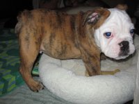 bulldog 020.jpg bulldog 020.jpg
