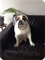 Buddha.webp