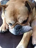 Bella1.webp