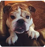 Molly.webp