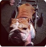 Molly1.webp