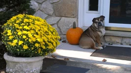 Bulldog of the Month.webp