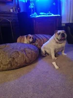 Roxy & Romeo.webp