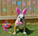 100 ramseythebulldog.webp