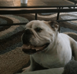 Delilah.png Delilah.png