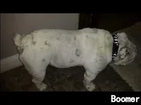 1417819528_boomer.webp 1417819528_boomer.webp