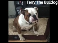 1417819312_terryandtheandbulldog.webp 1417819312_terryandtheandbulldog.webp