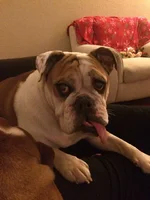 lola louise.webp lola louise.webp