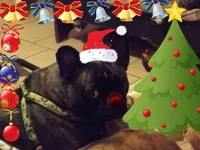 A very Lizzie Christmas.webp