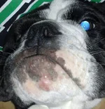 bullet face.webp