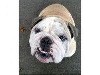 AA leroy-bulldog-1-300x224.jpg AA leroy-bulldog-1-300x224.jpg