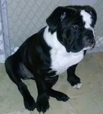 bulletsits.webp