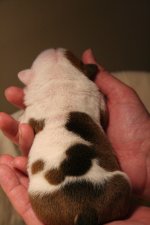 babies 085.jpg