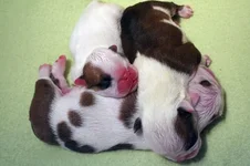 pig pile 650k (2).webp pig pile 650k (2).webp