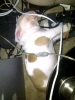 ImageUploadedByTapatalk1418510709.987010.webp ImageUploadedByTapatalk1418510709.987010.webp