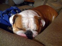 JOEsleep.jpg JOEsleep.jpg