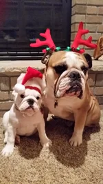 Tug and Gracie 12-09-2014.webp