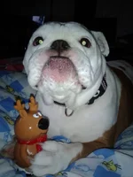Twudyeatingweindeer.webp