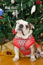 rocco.webp rocco.webp
