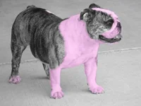 Pink Bebe.webp Pink Bebe.webp