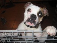 Winstonrescue.jpg Winstonrescue.jpg