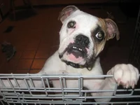 Winstonrescue.webp