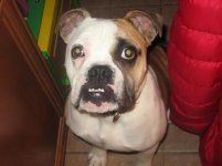 Winstonrescue1.jpg Winstonrescue1.jpg