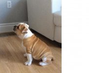 Sit.JPG Sit.JPG