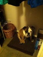 image.webp