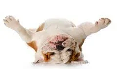 fainteddog.webp