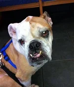 missy.webp