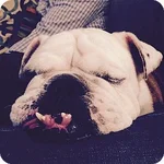 Grover2.webp