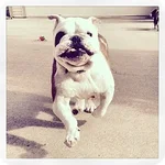 Grover1.webp