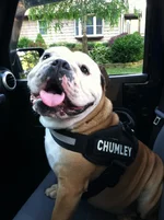 K-9.webp