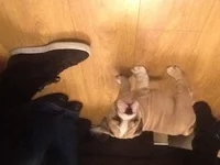 image.webp