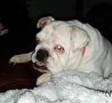 gertie.webp