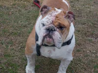 Chubs.webp