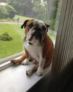 buster.webp