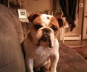 Molson.webp