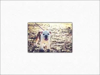 duchess-bulldog.webp
