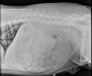 2.1 - ABDOMEN_LAT RIGHT.webp