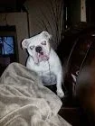Bocephus with stick.webp