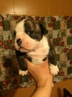 IMG_2085.jpg IMG_2085.jpg