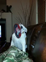 Fat boy with a frisbee.webp
