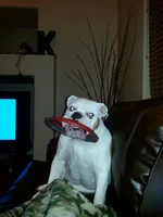 Fat boy with a frisbee 2.webp