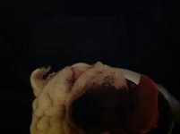 image.webp