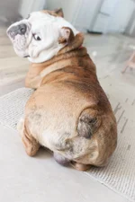 freddybooty-100.webp