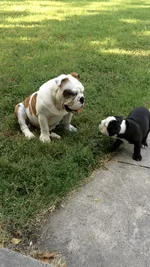 My puppies.webp