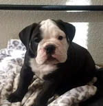 puppy face.webp